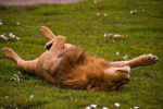 Lion kill in Serengeti , Africa.