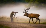deer-photographer_2170018k