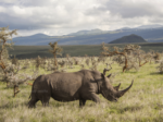 Lewa Wildlife Conservancy : Reviving Africa's Rhinos